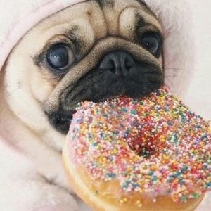 Meet your Posher, Peyton